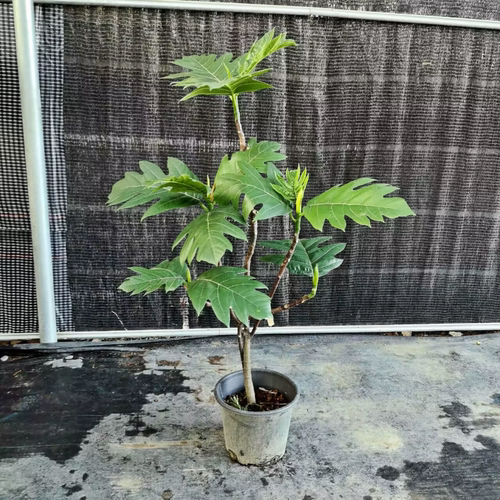 【可拍照选货】面包树盆栽 室内室外可养殖大型绿植 客厅网红植物