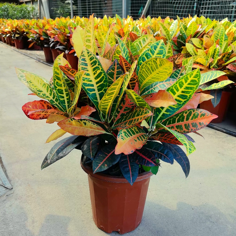 变叶木盆栽室内造景观叶绿植耐寒耐热好养活变色木净化空气