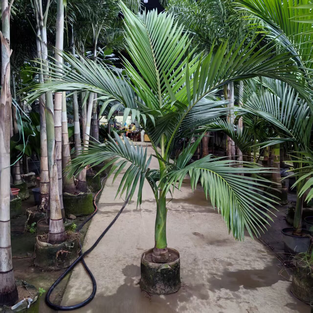 亚历山大椰子树大型落地绿植假槟榔庭院阳台盆栽耐旱室外植物耐晒图片