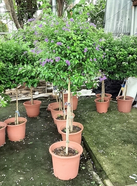 蕾丝金露棒棒糖型紫色巧克力盆栽带花苞室内阳台花卉绿植四季开花