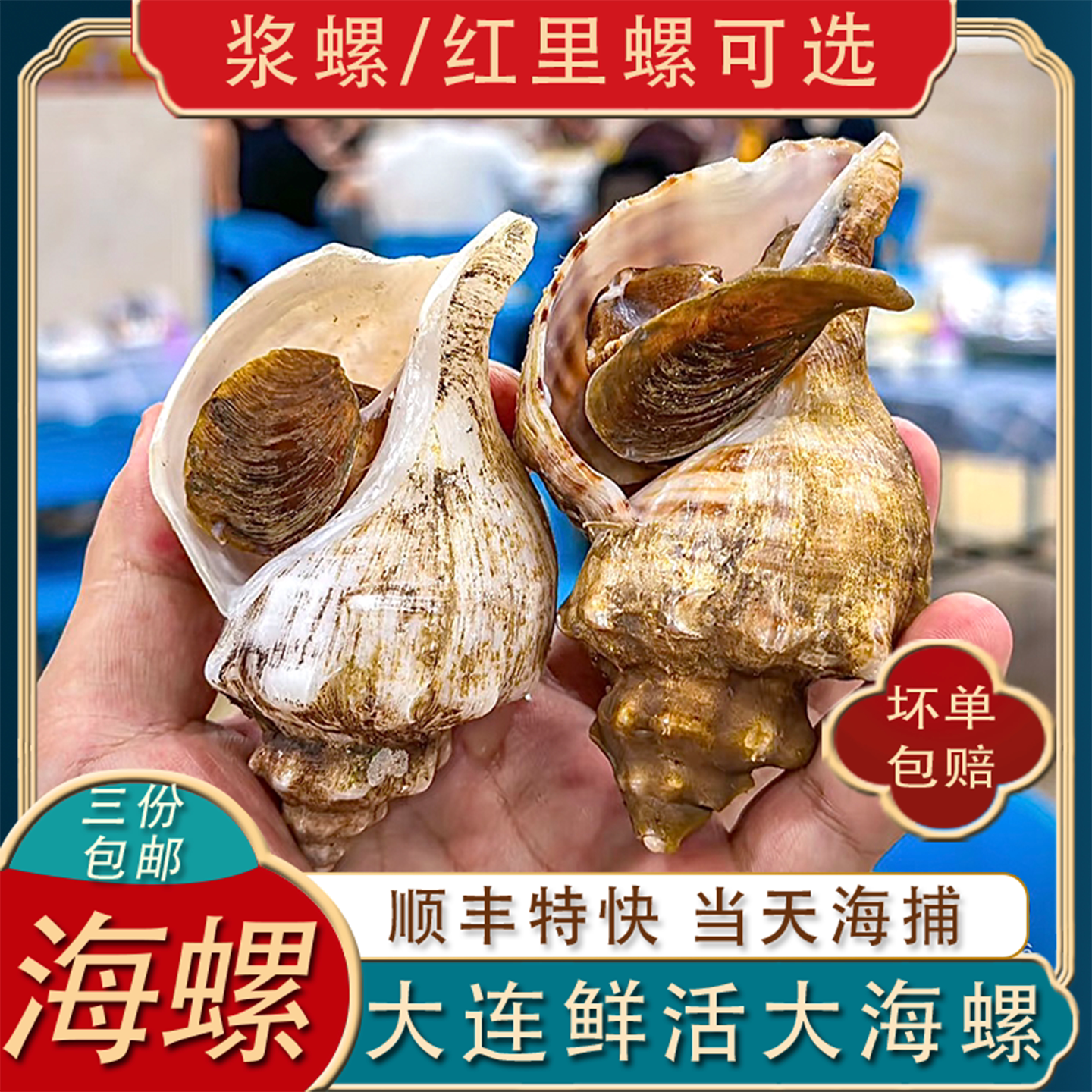 大连鲜活大海螺浆螺花螺獐子岛响螺田螺刺身海鲜贝类红里螺500g