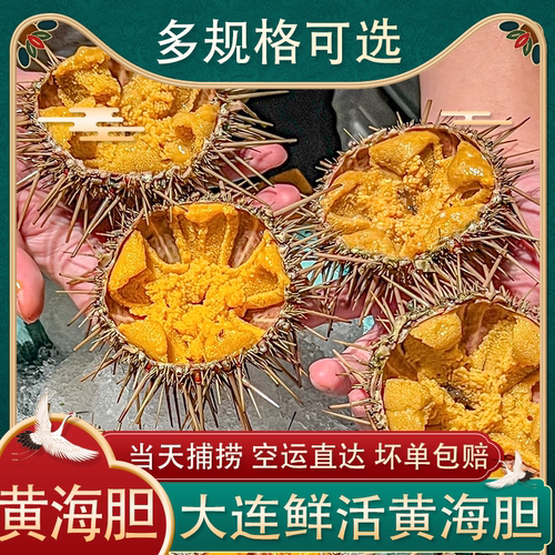 大连活发黄金马粪海胆加购选大小