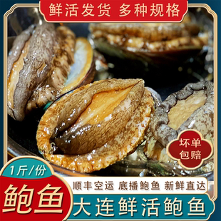 鲜活鲍鱼大连底播鲍鱼渤海冷水大鲍鱼新鲜小鲍鱼海鲜非冷冻500g