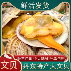 大文贝鲜活丹东野生超特大黄蚬子黄金贝东港贝类海鲜黄贝扇贝纹贝