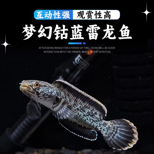 梦幻钻蓝雷龙鱼成鱼新手易养