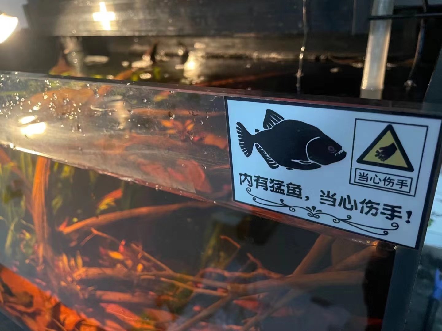 水虎鱼缸警示贴纸自带背胶撕除