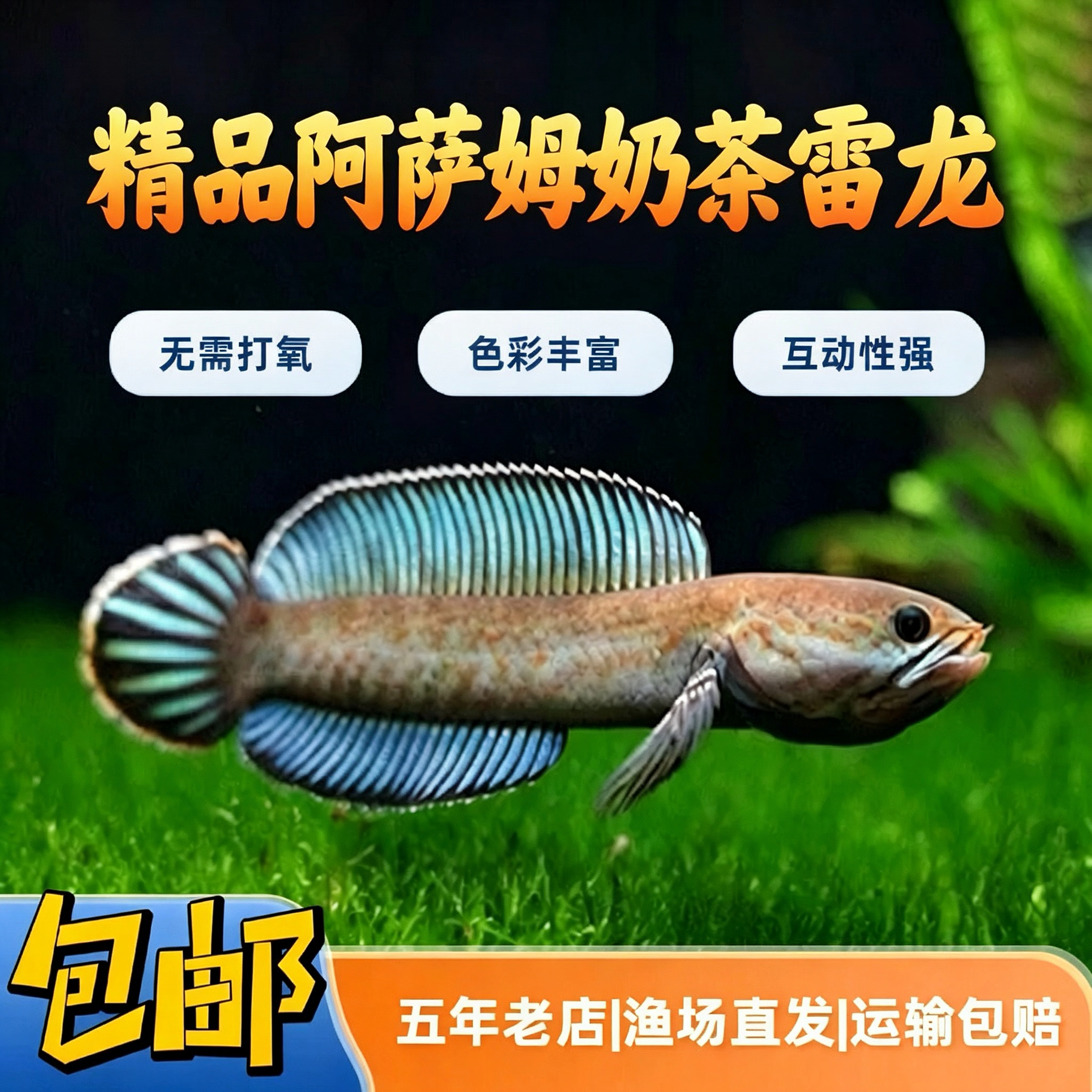 高帆阿萨姆蓝帆雷龙鱼好养易活