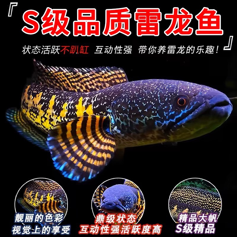 鱼观赏鱼观赏鱼雷龙鱼热带鱼