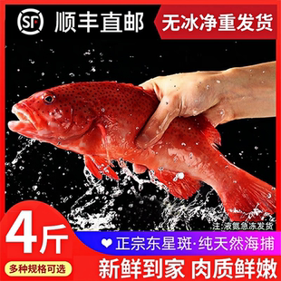 新鲜东星斑鲜活斑鱼燕尾斑鱼冷冻深海红色斑鱼特大海鱼海鲜水产