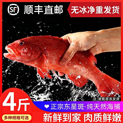 北海特大深海鲜冻燕尾东星斑
