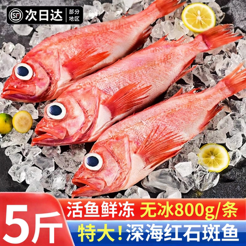 新鲜冷冻红石斑鱼特大条顺丰包邮