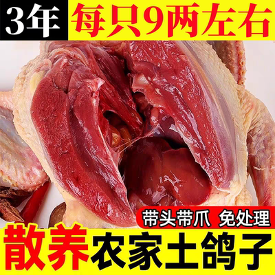 鸽子新鲜现杀农家散养土鸽子新鲜乳鸽滋补炖汤鸽子肉原粮老鸽顺丰