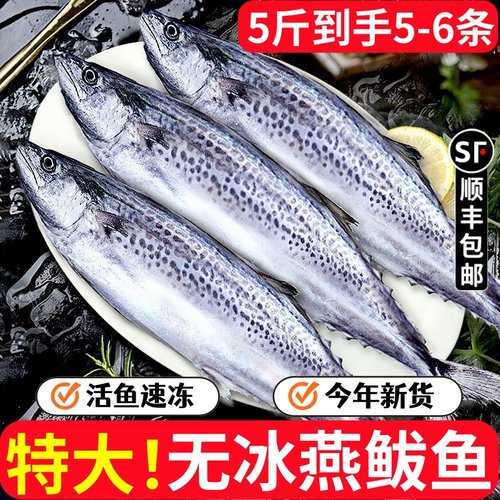 青岛海捕无冰燕鲅鱼特大新鲜冷冻