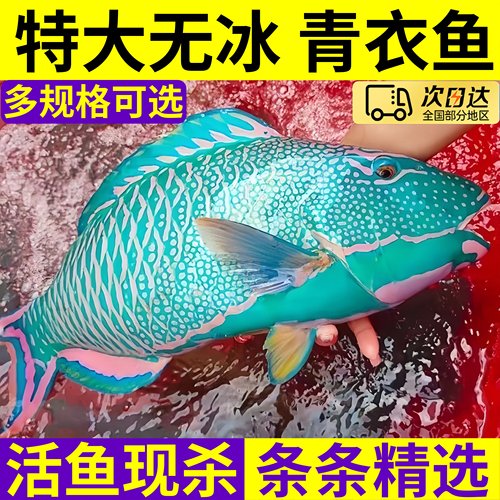 西沙深海野生鲜冻青衣鱼净重发货