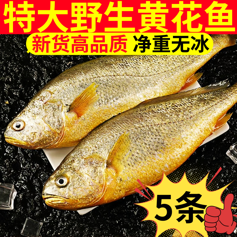 新货大黄花鱼新鲜冷冻生鲜水产鲜活冰鲜海鱼台州小黄鱼黄鱼鲞商用,水产肉类/新鲜蔬果/熟食,黄鱼,淘宝优惠券,粉丝福利购,淘宝优惠卷