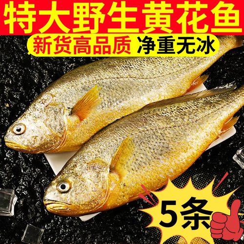 寰球邮鲜新货台州冷冻大黄花鱼