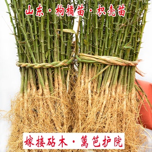 山东枸橘苗枳壳苗嫁接砧木庭院护院 铁篱笆 带刺植物现起苗现发货