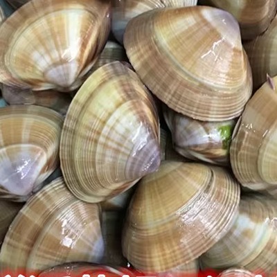 连云港特产 鲜活海鲜 黄海黄蛤 黄蚬子江蛤 青柳蛤 鲜美500克24元