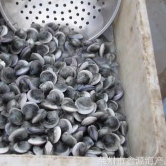 连云港特产 新鲜海鲜优质鲜活贝类黑蛤 铁贝 清贝 蛤蜊 /半斤15元