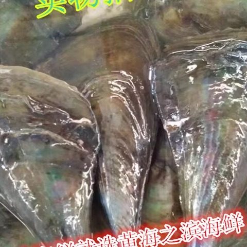 烧烤食材 野生海鲜带子 鲜活带子海鲜 水产鲜活 新鲜带子绿贝鲜活