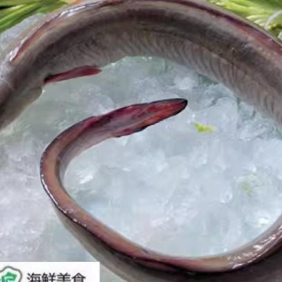 连云港特产 新鲜海鲜/鳗鱼  鳗鲡 狼鳗新鲜鳗鱼海鳗鱼 500克48元