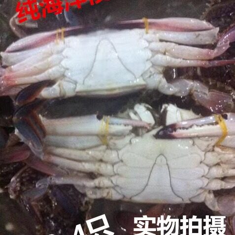 连云港特产梭子蟹鲜活野生白板蟹公蟹海洋梭子蟹大白蟹鲜活发货