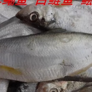 连云港特产海鲜 新鲜海鱼 新鲜鳓鱼 白鳞鱼 鲙鱼 白力鱼 曹白鱼、