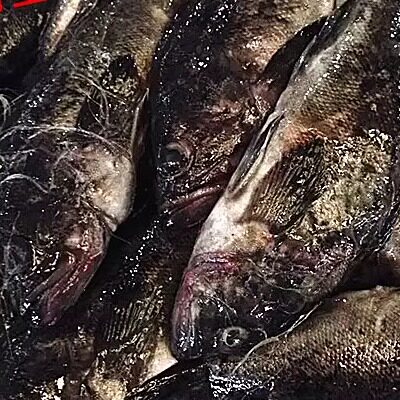 连云港特产海鲜 野海鱼新鲜黑头 黑石鲈 黑寨 小石斑 黑鲪 鲪鱼
