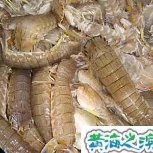 连云港特产 新鲜海鲜 野生小富贵虾小皮皮虾虾耙子琵琶虾公母通货