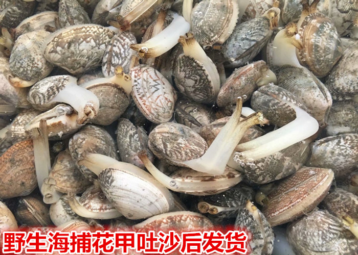 连云港特产鲜活海鲜水产野生海捕贝类花蛤蜊花蛤花甲花蚬8元500克