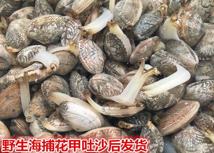 连云港特产鲜活海鲜水产野生海捕贝类花蛤蜊花蛤花甲花蚬8元500克 水产肉类/新鲜蔬果/熟食 紫口贝 原图主图