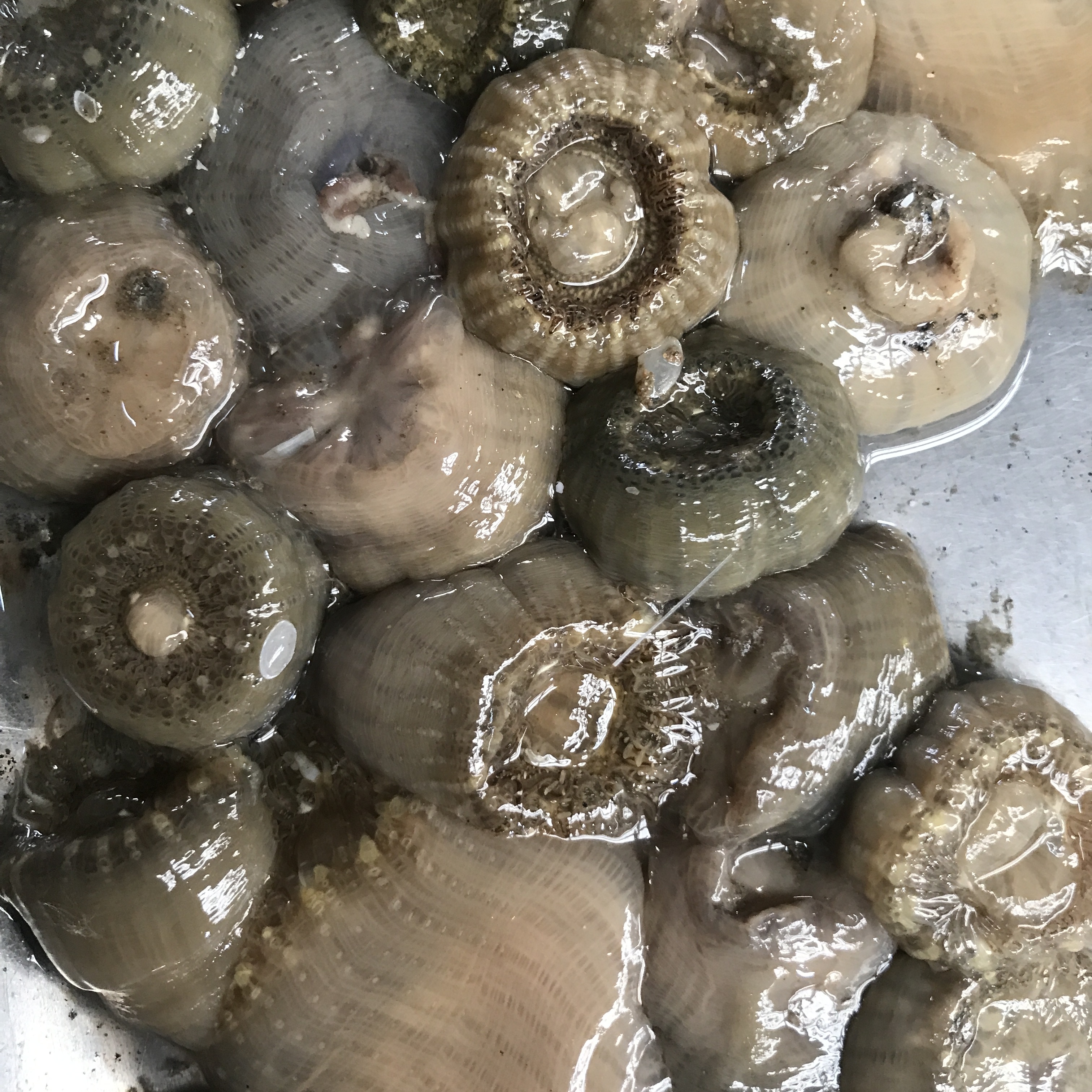 连云港特产新鲜海鲜鲜活发货沙蒜岩蒜海葵海腚68元一斤满2斤包邮