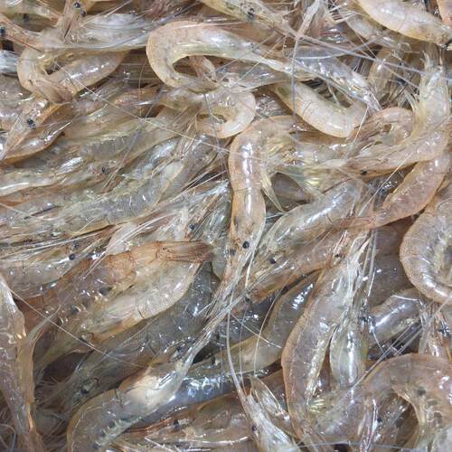 连云港野生海白虾大白虾鲜活大白米虾大海虾坐月子食材连云港海鲜