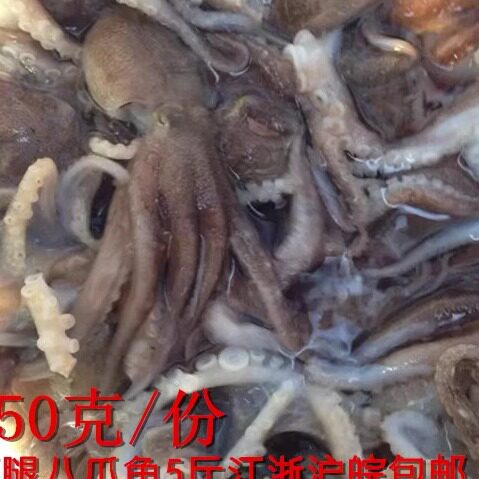 连云港产新鲜野生八爪鱼小章鱼鲜活八代鱼新鲜短蛸墨鱼望潮500克