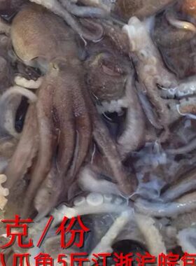 连云港产新鲜野生八爪鱼小章鱼鲜活八代鱼新鲜短蛸墨鱼望潮500克