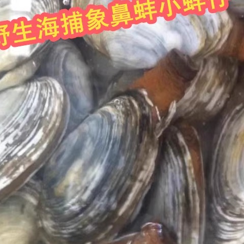 鲜活象鼻蚌 海鲜水产 小象拔蚌 蚌仔 野生象鼻蚌象拔蚌500g