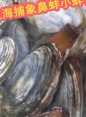鲜活象鼻蚌 海鲜水产 小象拔蚌 蚌仔 野生象鼻蚌象拔蚌500g