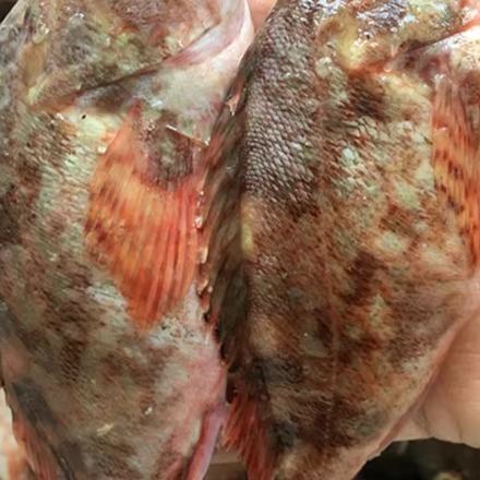 黄海新鲜海捕速冻石九公鲜活水产石翁鱼石头鲈小狼鱼石斑鱼小红斑