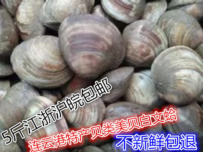 连云港海鲜鲜活贝类美贝四不像一点红白文蛤黄蚬海蛤蜊500克8元