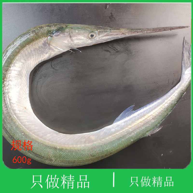 大连海鲜超大马步古董鱼鲜活鹤嘴鱼双针鱼大梁鱼鄂针鱼长嘴针亮鱼