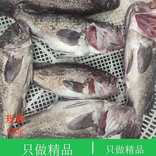 大连海鲜黑鱼顺丰时效