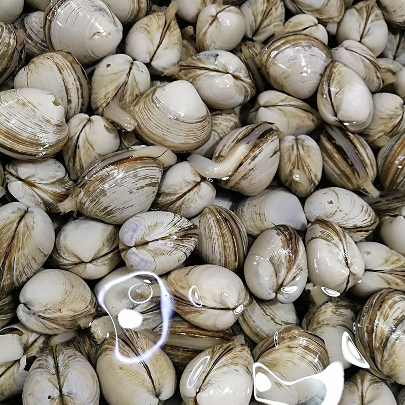 大连海鲜青蛤鲜活贝类白蛤花甲无沙海贝新鲜超大蛤蜊白蚬子