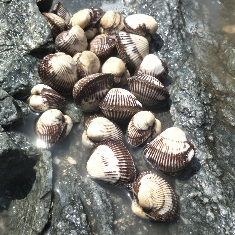 大连海鲜血哈现挖鲜活毛蚶子新鲜毛蛤蜊贝类小赤贝无沙花甲毛蚬子
