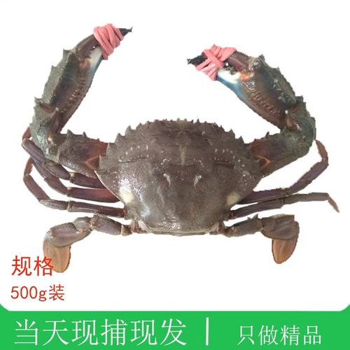 大连海鲜赤甲红蟹子当天现捕现发