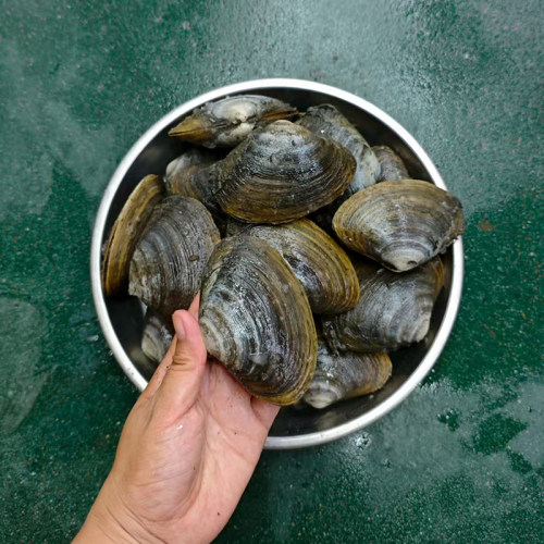 大连海鲜棒仔刺身新鲜大耳贝兰花蚌北季贝姥贝鲜活日料北极贝马贝