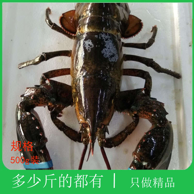 大连海鲜虾类波龙龙虾鲜活新鲜波士顿龙虾特大波龙澳洲奥龙大龙虾-封面