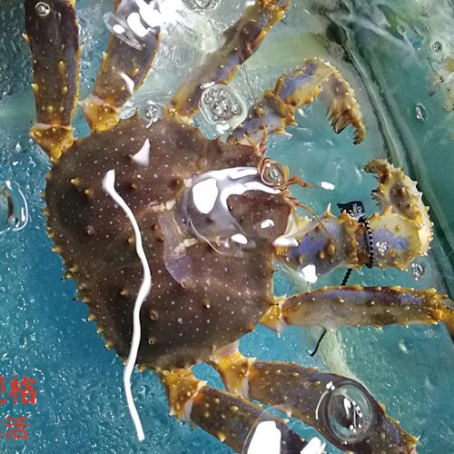 大连海鲜礼品梭子蟹大螃蟹霸王蟹新鲜皇帝蟹长脚蟹鲜活帝王蟹