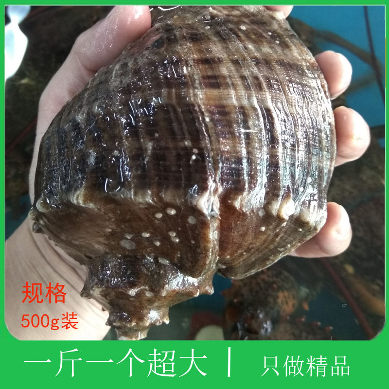 大连特产野生海鲜贝类新鲜花螺超大响螺烧烤活体宴会聚餐鲜活海螺