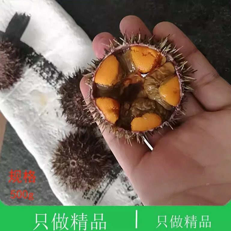 大连海鲜黄金虾夷黄胆小平岛海刺猬新鲜紫胆即食刺身鲜活马粪海胆,水产肉类/新鲜蔬果/熟食,海胆,淘宝优惠券,粉丝福利购,淘宝优惠卷