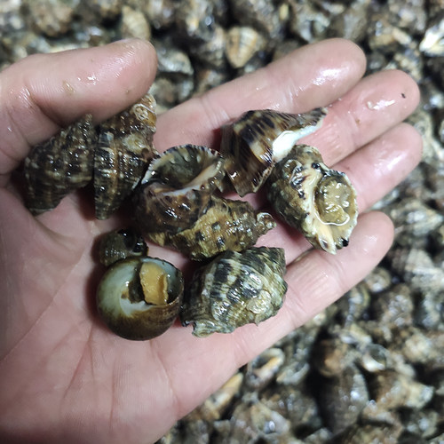 大连海鲜辣螺顺丰时效